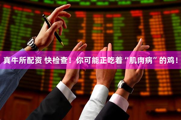真牛所配资 快检查！你可能正吃着“肌肉病”的鸡！